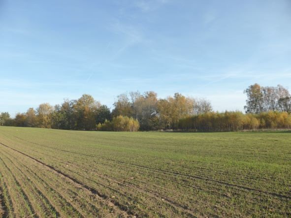 Działka budowlana na sprzedaż Dobra (Szczecińska), BUK  800m2 Foto 6