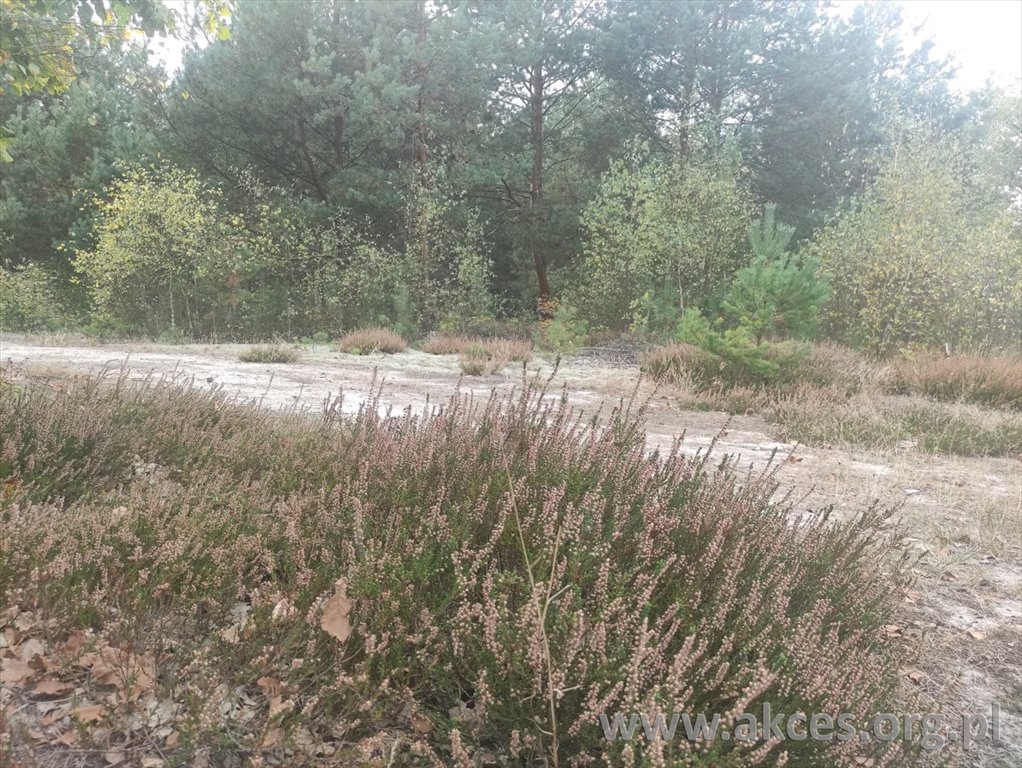 Działka 9500 m² z możliwością zabudowy i terenami leśnymi Nowe Polesie  9 497m2 Foto 1