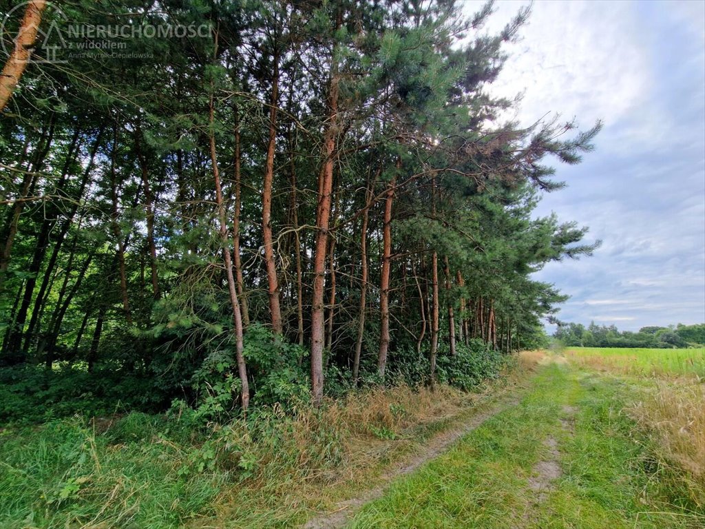 Działka rolna na sprzedaż Zaborów  5 300m2 Foto 9