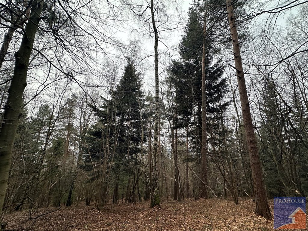 Działka leśna na sprzedaż Stara Wieś  7 100m2 Foto 6