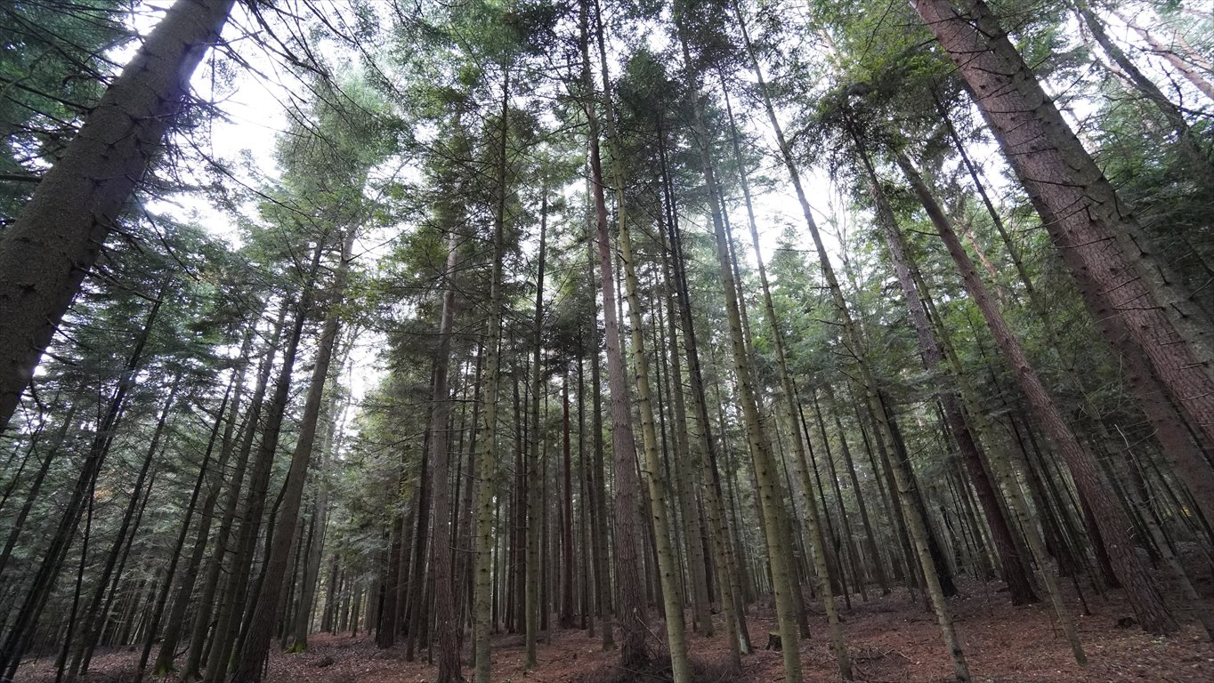 Działka leśna na sprzedaż Jodłowa  17 600m2 Foto 2