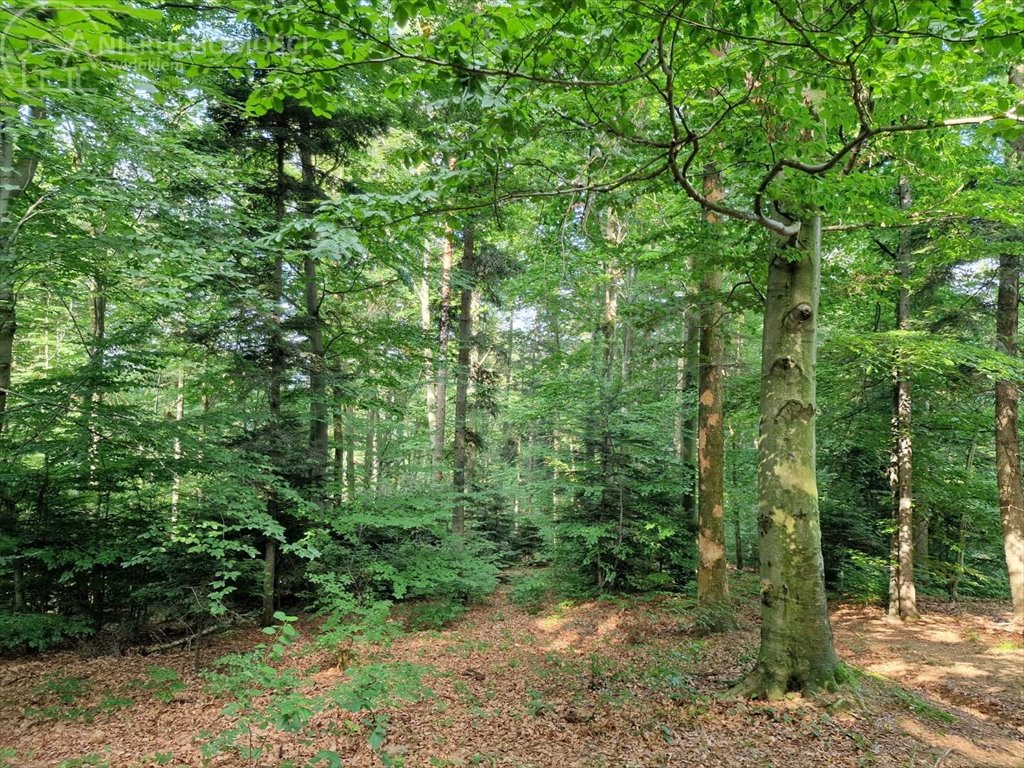 Działka leśna na sprzedaż Jodłówka Tuchowska  21 600m2 Foto 5