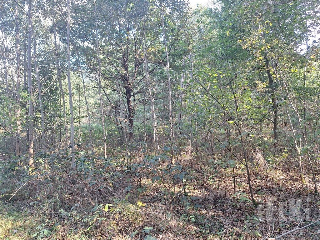 Działka budowlana na sprzedaż Franciszków  3 906m2 Foto 1