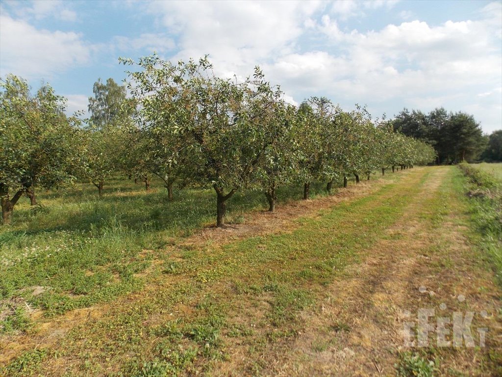 Działka rolna na sprzedaż Stary Łajszczew  50 406m2 Foto 3