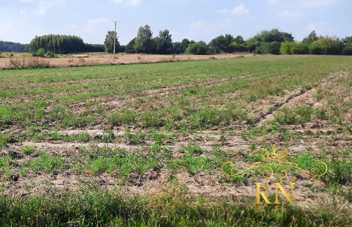 Działka rolna na sprzedaż Rudno  10 400m2 Foto 7