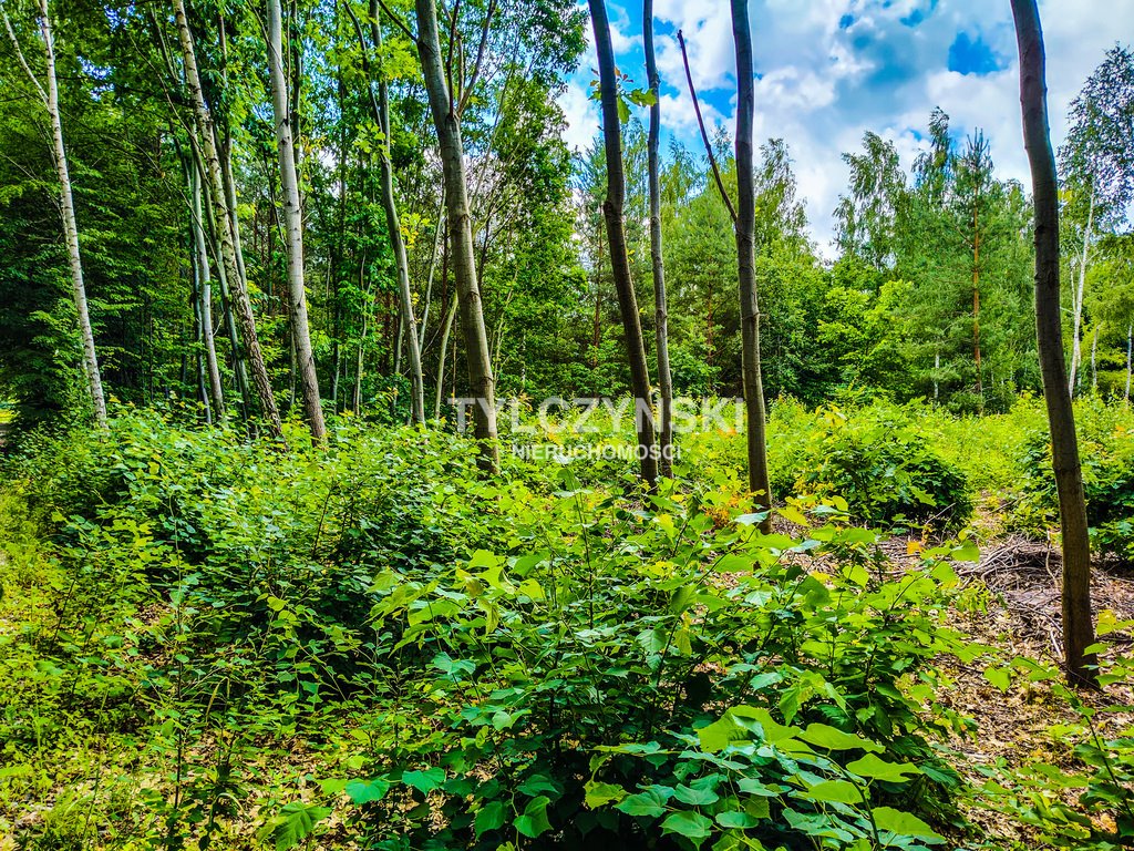 Działka budowlana na sprzedaż Szczęsne  1 000m2 Foto 5