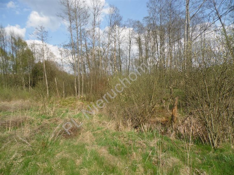 Działka rolna na sprzedaż Grzegorzewice 7 200m2 Foto 1 Działka rolna na sprzedaż Grzegorzewice 7 200m2 Foto 1