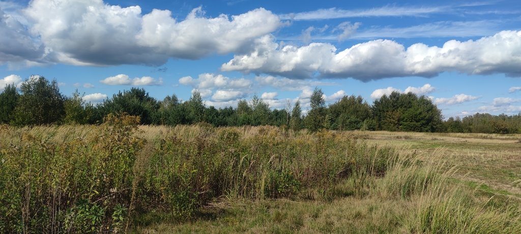 Działka budowlana na sprzedaż Borzęcin Mały, Anyżowa  1 526m2 Foto 4