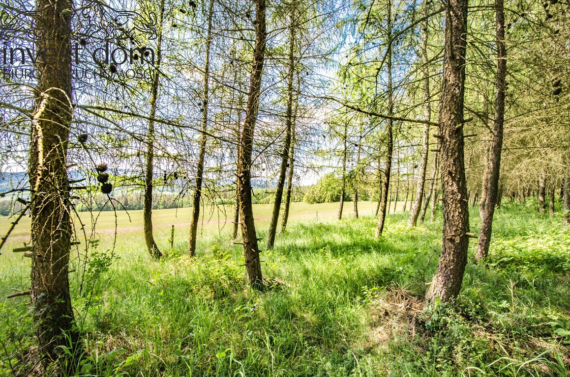 Działka leśna na sprzedaż Brunary  30 301m2 Foto 4