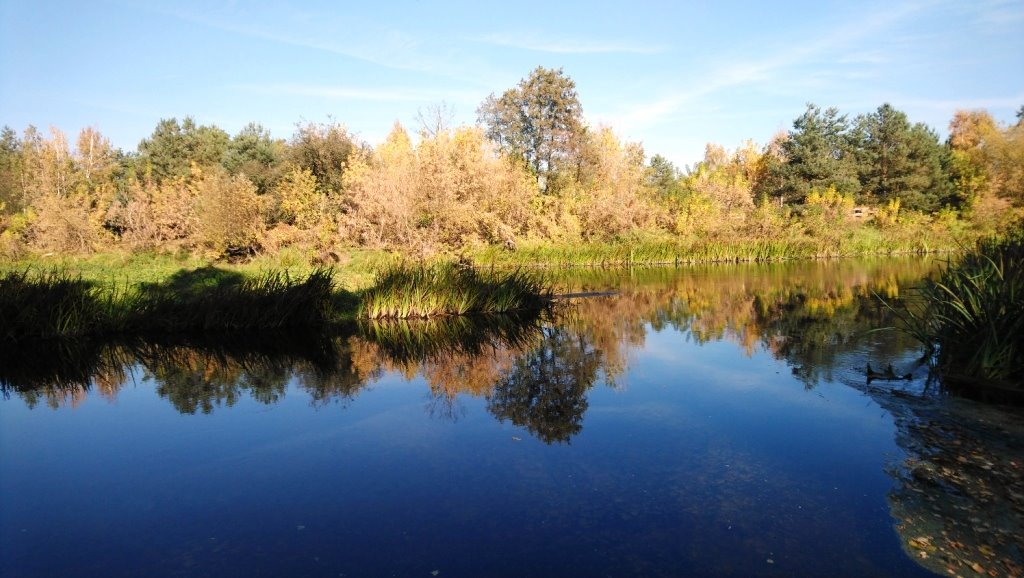 Działka budowlana na sprzedaż Popielżyn-Zawady  4 828m2 Foto 10