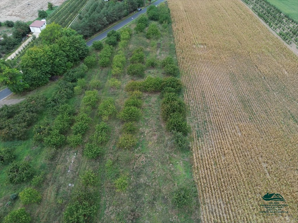 Działka rolna na sprzedaż Nieszawa  6 616m2 Foto 16