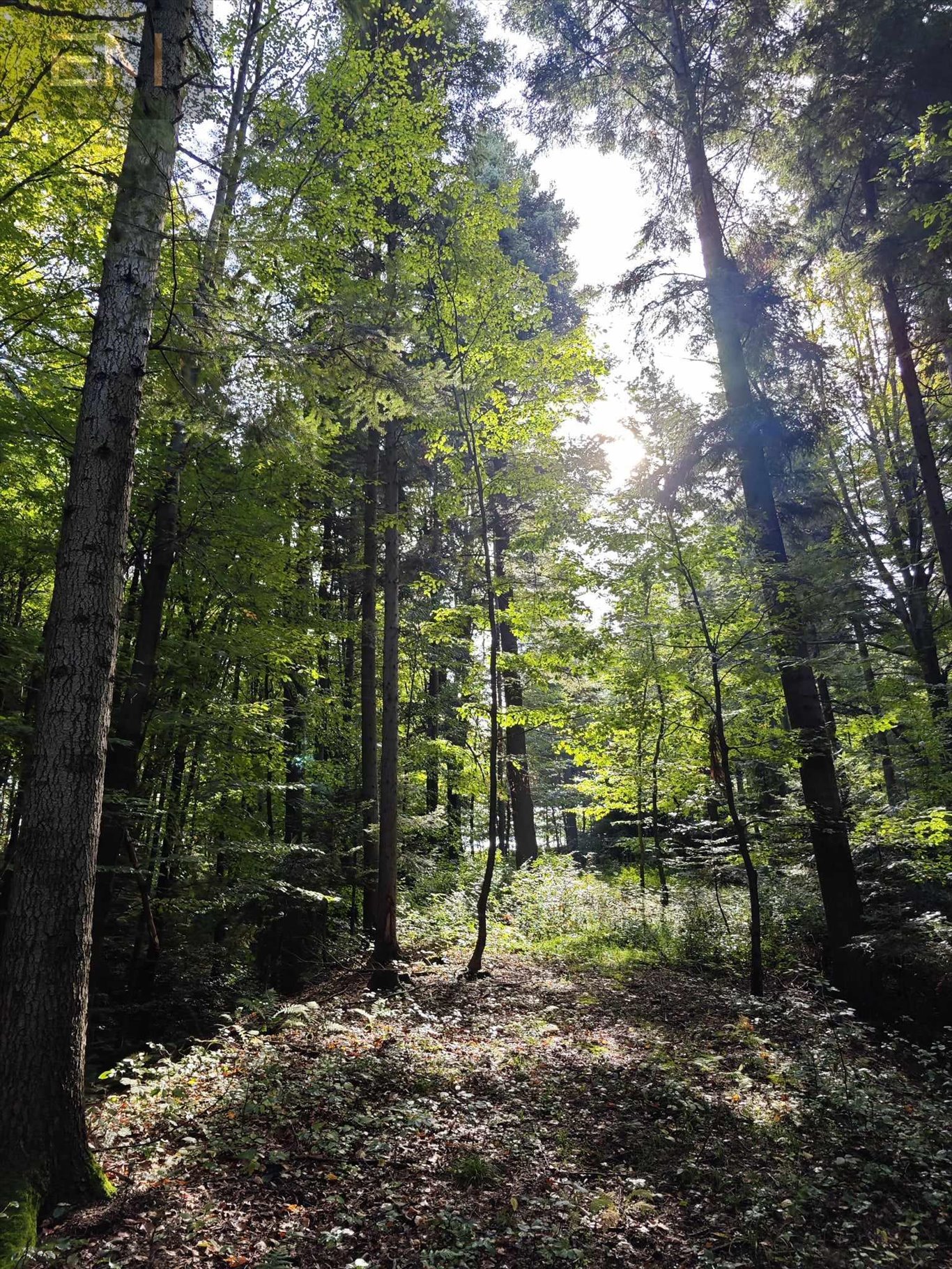 Działka budowlana na sprzedaż Bystrzyca  24 000m2 Foto 14