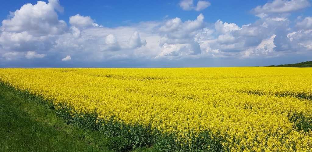 Działka inna na sprzedaż Świdnica  2 533m2 Foto 1