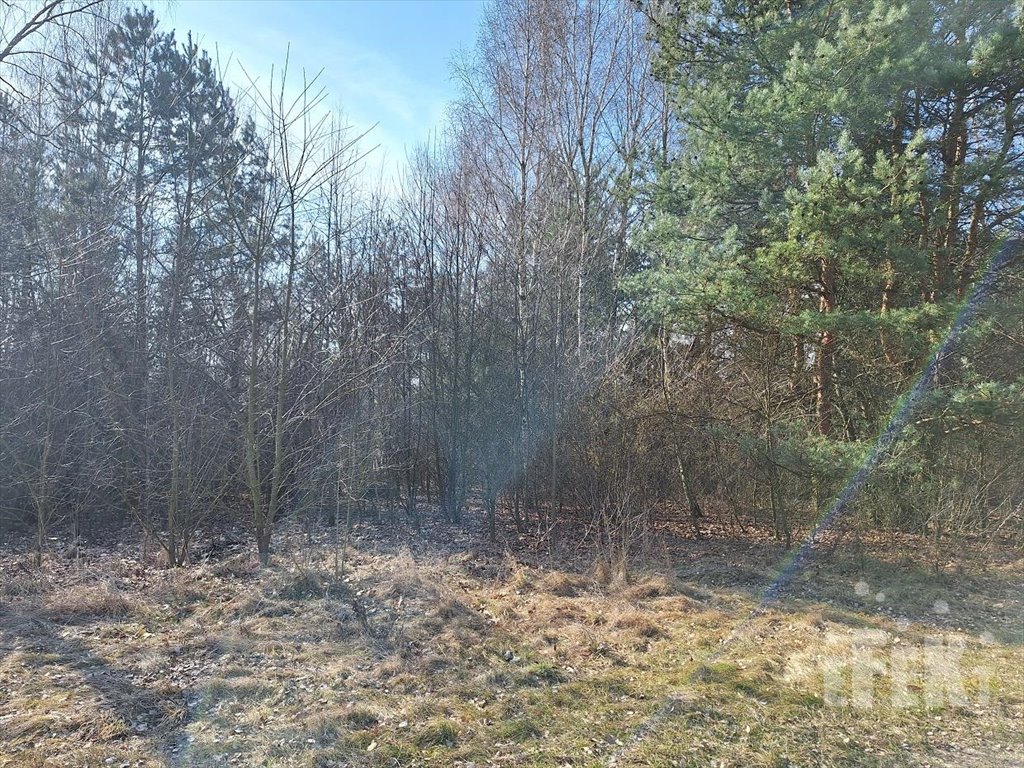 Działka budowlana na sprzedaż Lisna  3 000m2 Foto 2