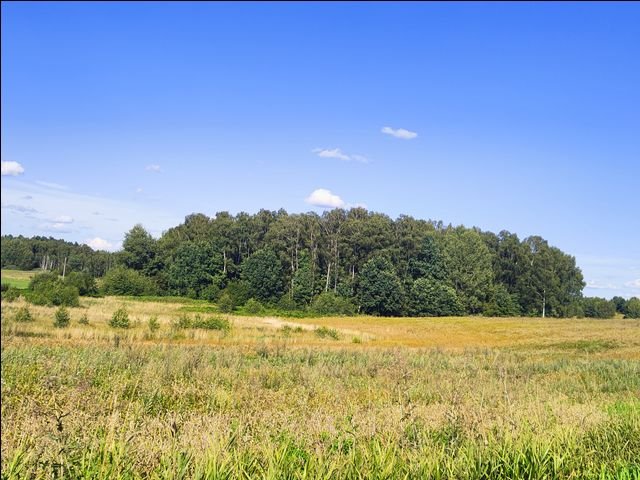 Działka leśna na sprzedaż Wołowno  19 700m2 Foto 5