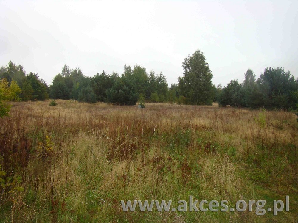 Sprzedam działkę 11 600 m² z dostępem do asfaltu w Kawęczynie Kawęczyn  11 600m2 Foto 1