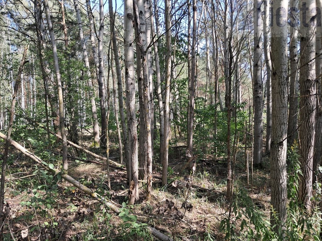 Działka budowlana na sprzedaż Serock  3 000m2 Foto 5