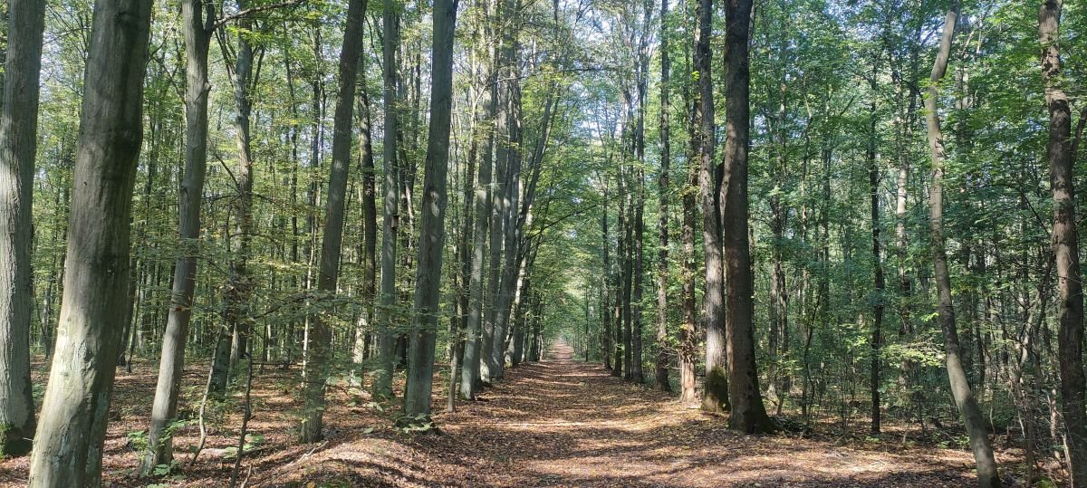 Działka budowlana na sprzedaż Poznań, Nowe Miasto, Zieliniec  707m2 Foto 6