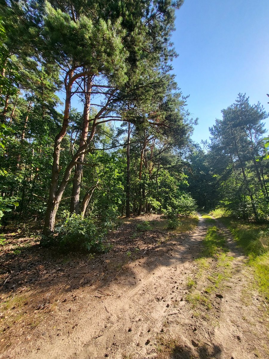 Działka leśna na sprzedaż Borzęcin Duży  3 300m2 Foto 4