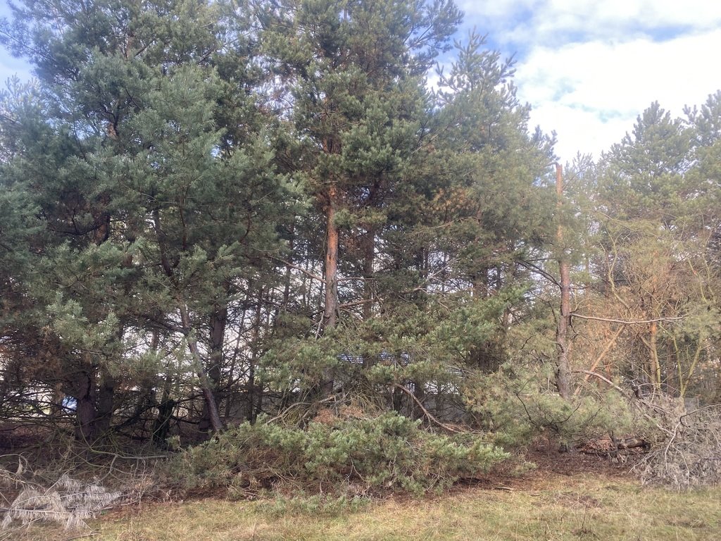 Działka budowlana na sprzedaż Aleksandria, Aleksandria Druga, Księżycowa  1 267m2 Foto 3