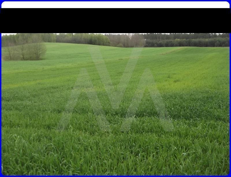 Działka siedliskowa na sprzedaż Trąbki Małe, Las, Przy lesie 23 300m2 Foto 1 Działka siedliskowa na sprzedaż Trąbki Małe, Las, Przy lesie 23 300m2 Foto 1