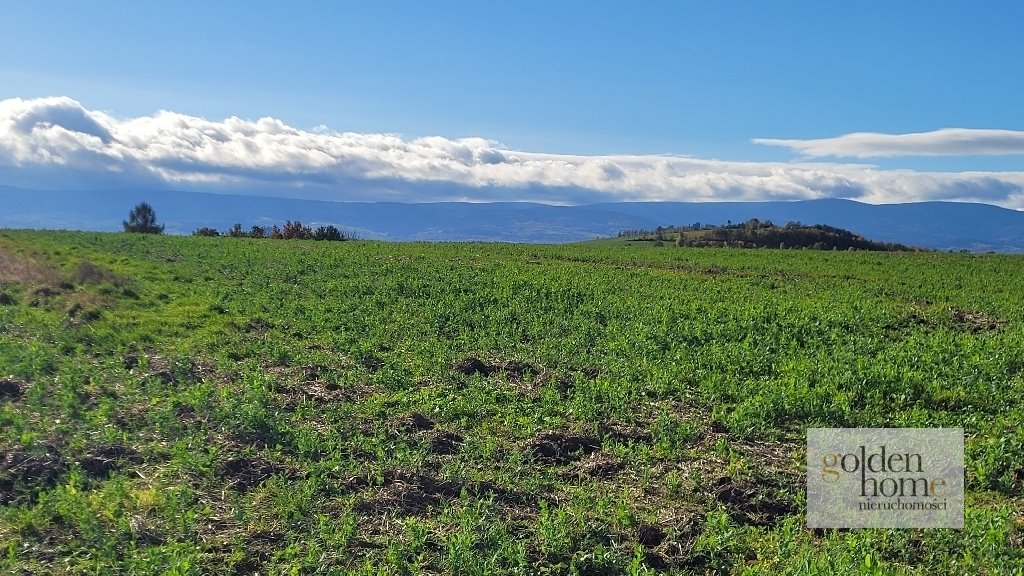 Działka budowlana na sprzedaż Krzewie Wielkie, Krzewie Wielkie  1 217m2 Foto 5