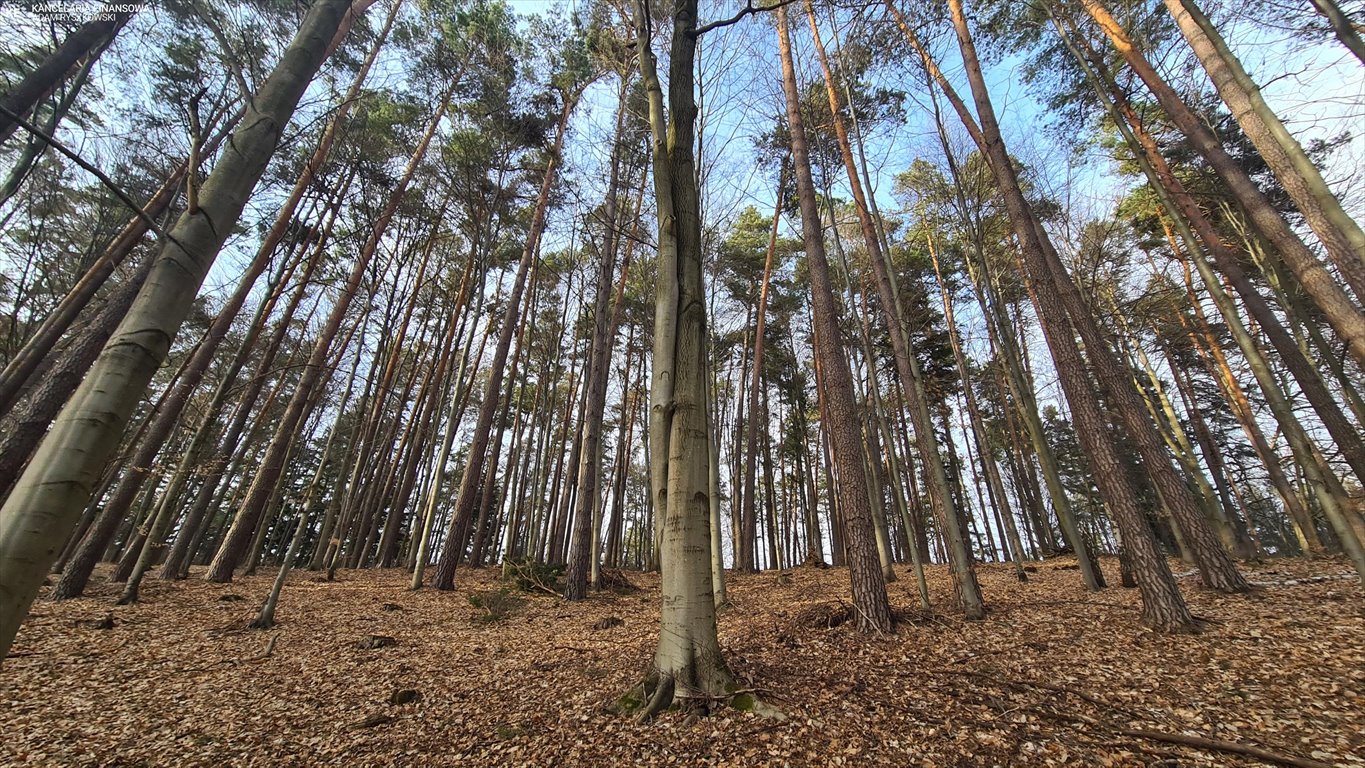 Działka leśna 12 tys. m² przy Roztoczańskim Parku Narodowym Bondyrz  11 996m2 Foto 1