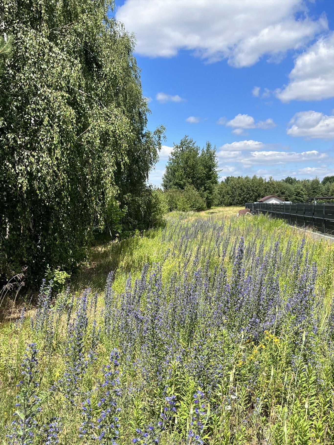 Działka budowlana na sprzedaż Helenów, 100-lecia  7 765m2 Foto 4