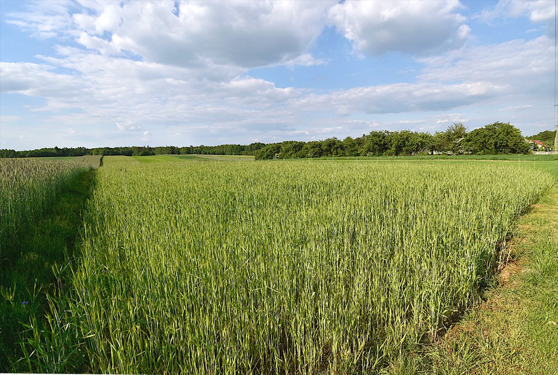 Działka 1,13 ha z warunkami zabudowy i lasem Policzna  11 300m2 Foto 1