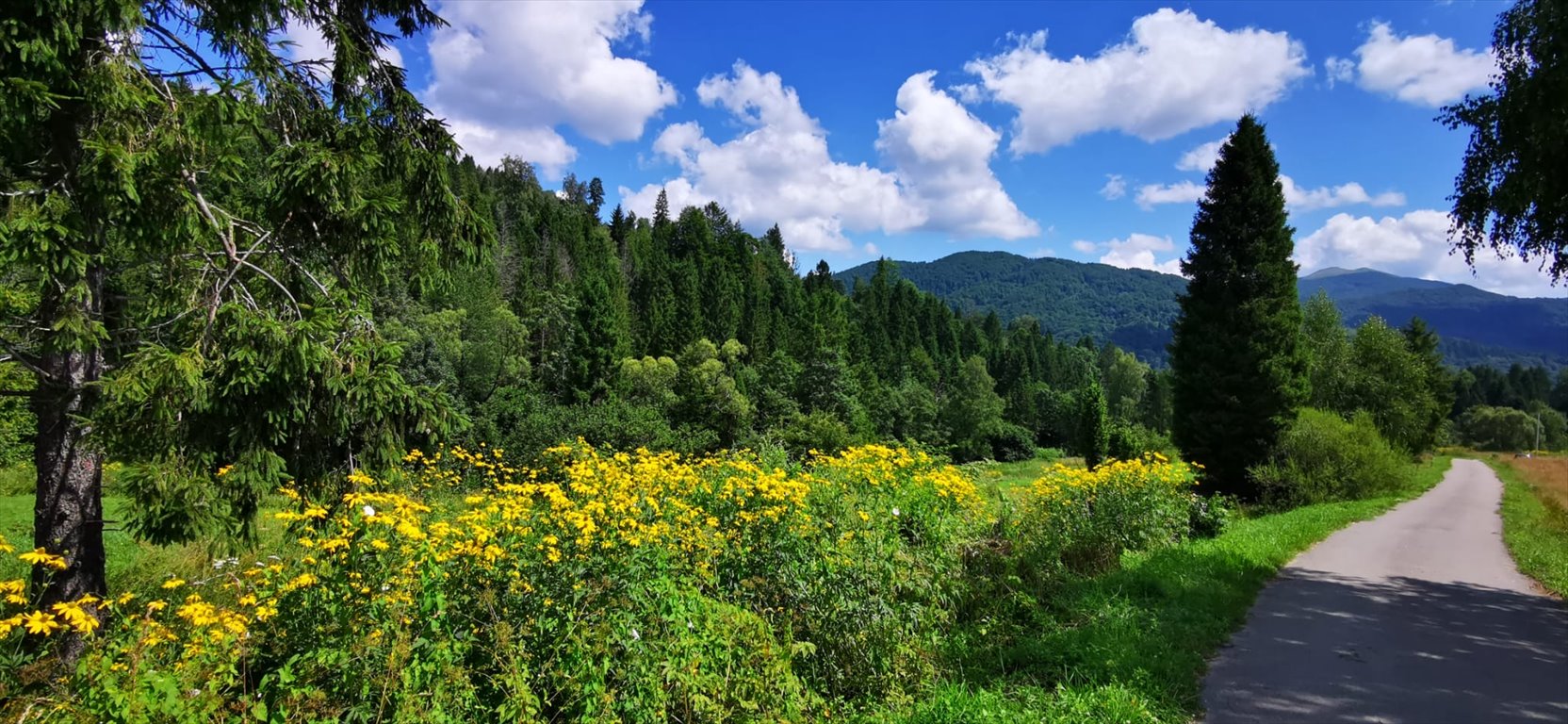 Działka budowlana na sprzedaż Kalnica  5 000m2 Foto 9