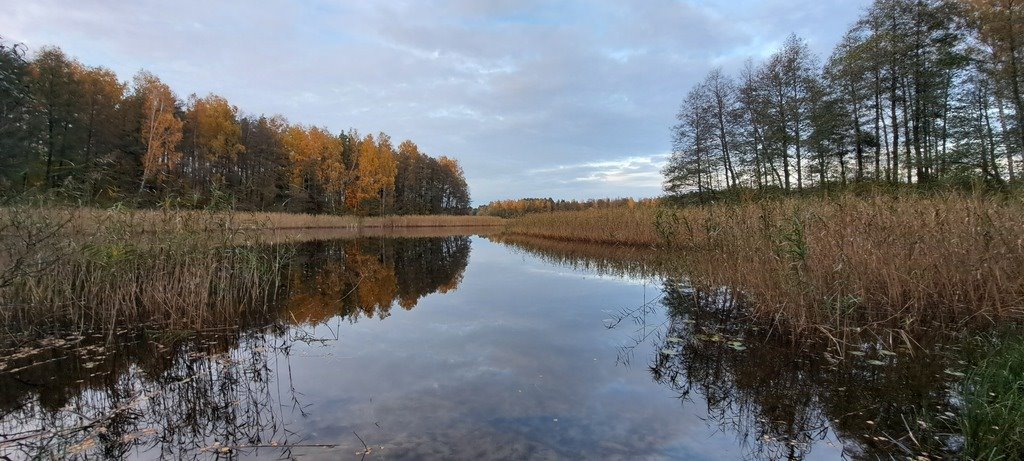 Działka leśna z prawem budowy na sprzedaż Piasutno  40 050m2 Foto 2