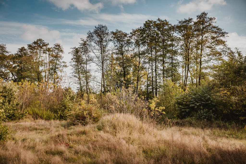 Działka budowlana na sprzedaż Chylice  9 500m2 Foto 1