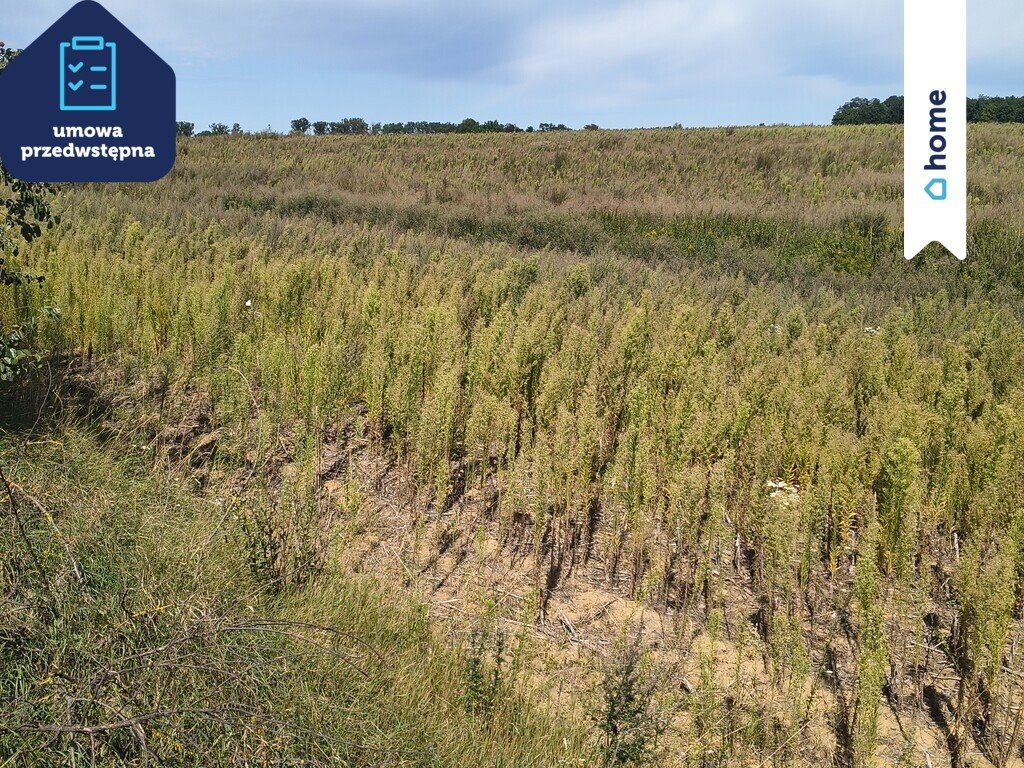 Działka rolna 3,9 ha w Dobrzyń nad Wisłą polecam Dobrzyń Nad Wisłą  39 000m2 Foto 1