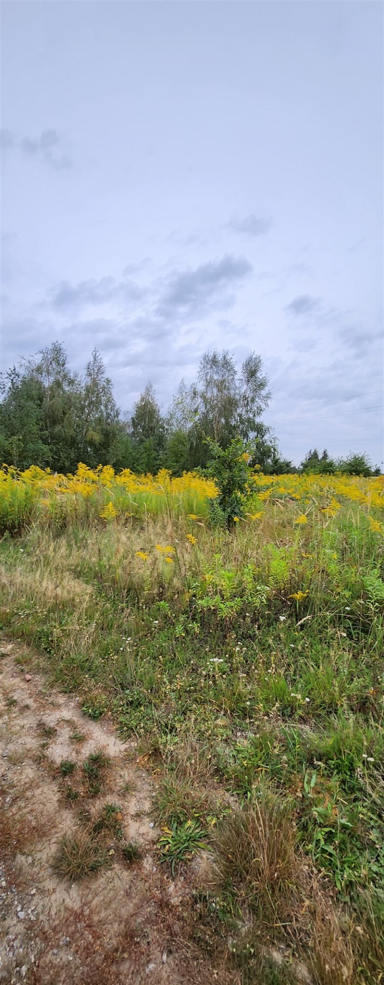 Działka budowlana na sprzedaż Józefów, Janów  3 099m2 Foto 3