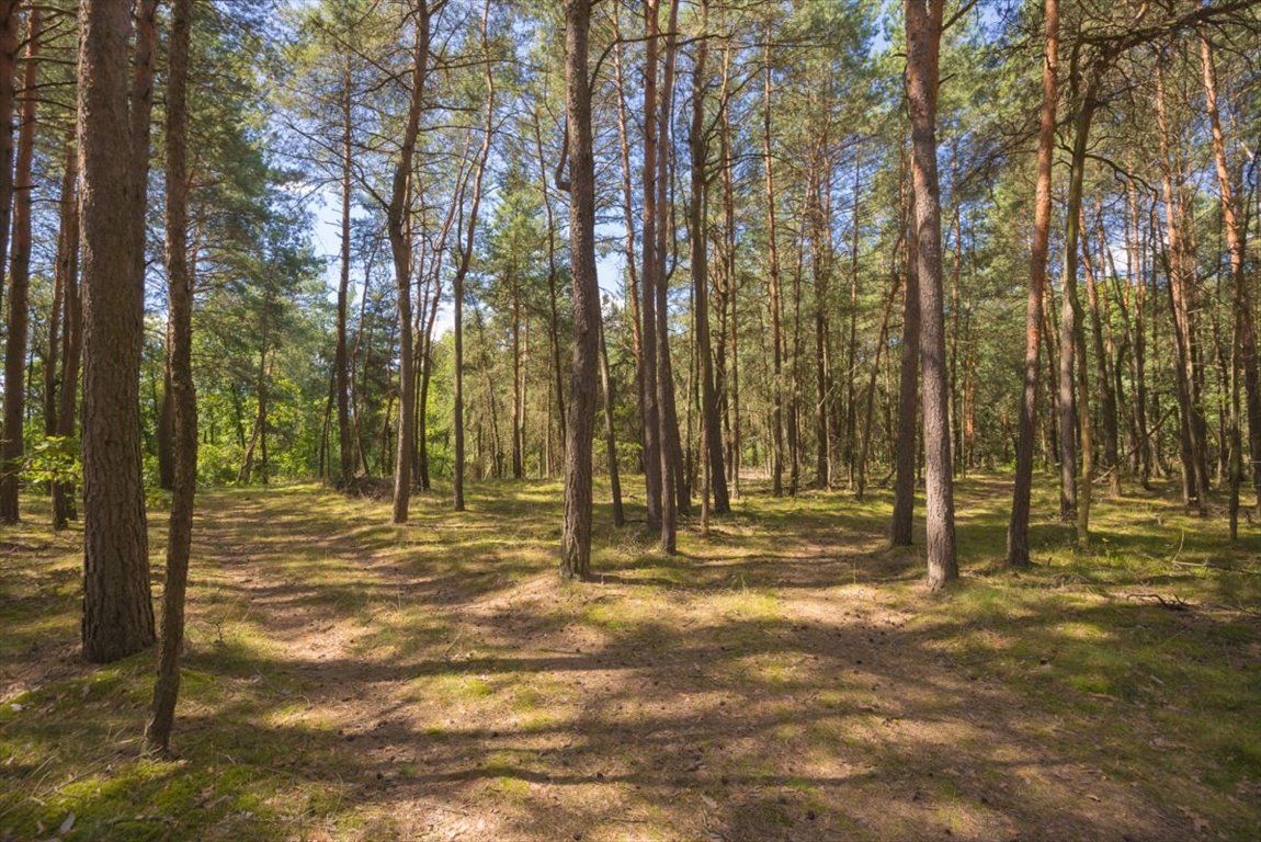 Działka leśna na sprzedaż Ossolin  2 000m2 Foto 2