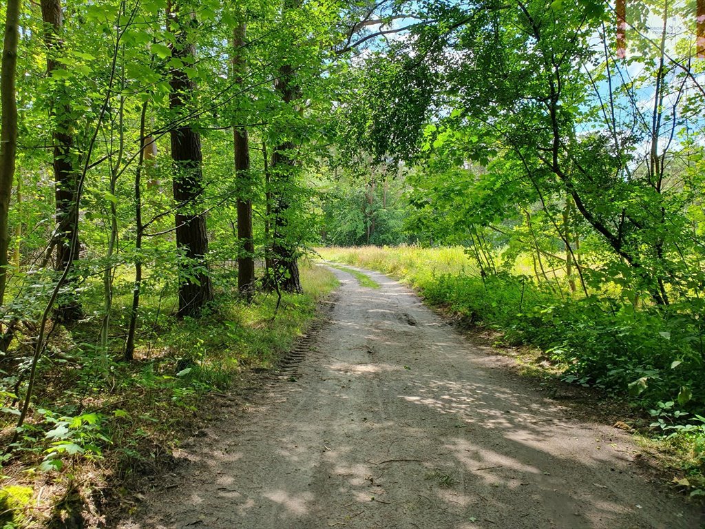 Działka leśna na sprzedaż Rozewie  1 590m2 Foto 6