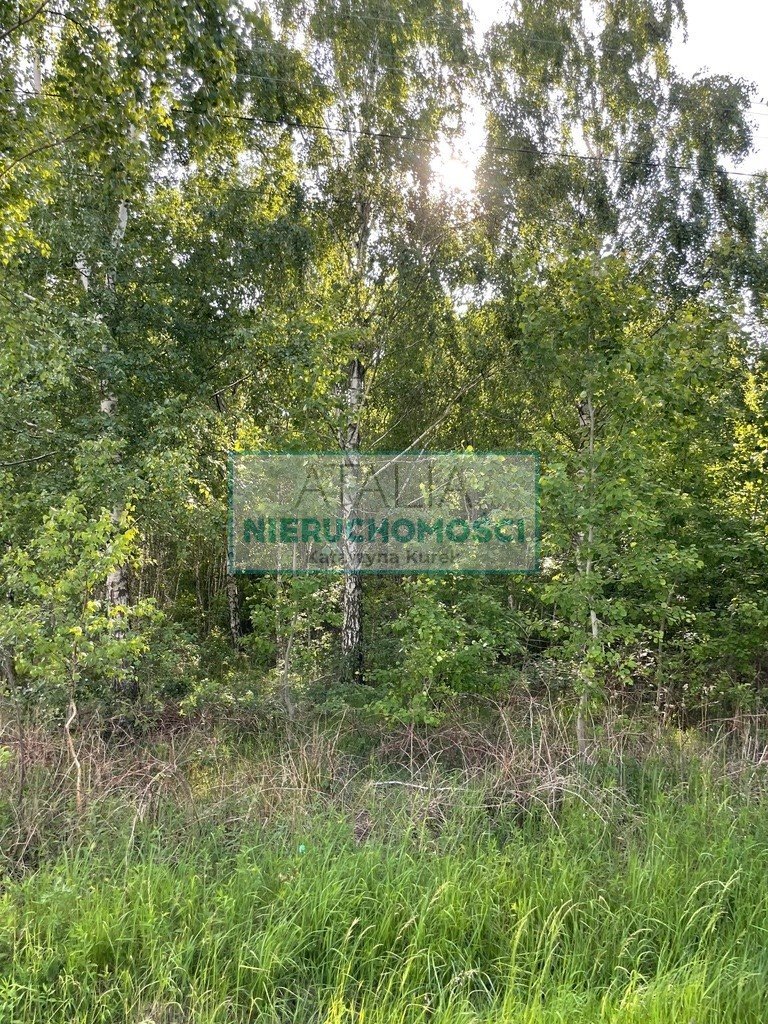 Działka 15 946 m² w Stare Budy z mediami i lasem Stare Budy  15 946m2 Foto 1
