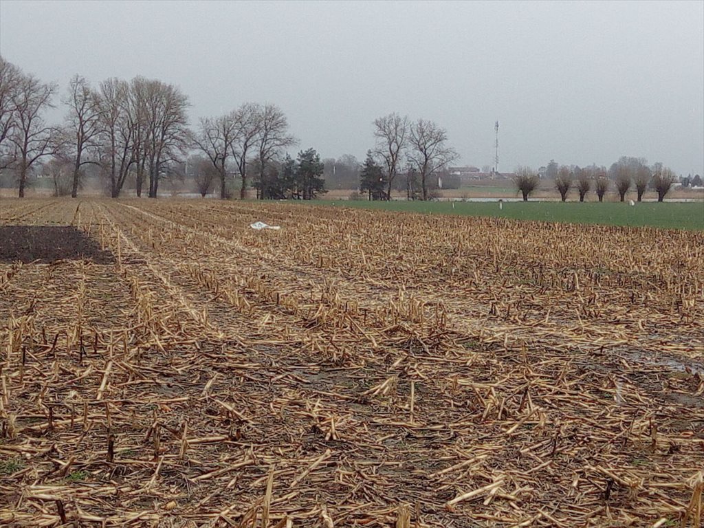 Działka budowlana na sprzedaż Kłecko, Gorzuchowo  1 267m2 Foto 12