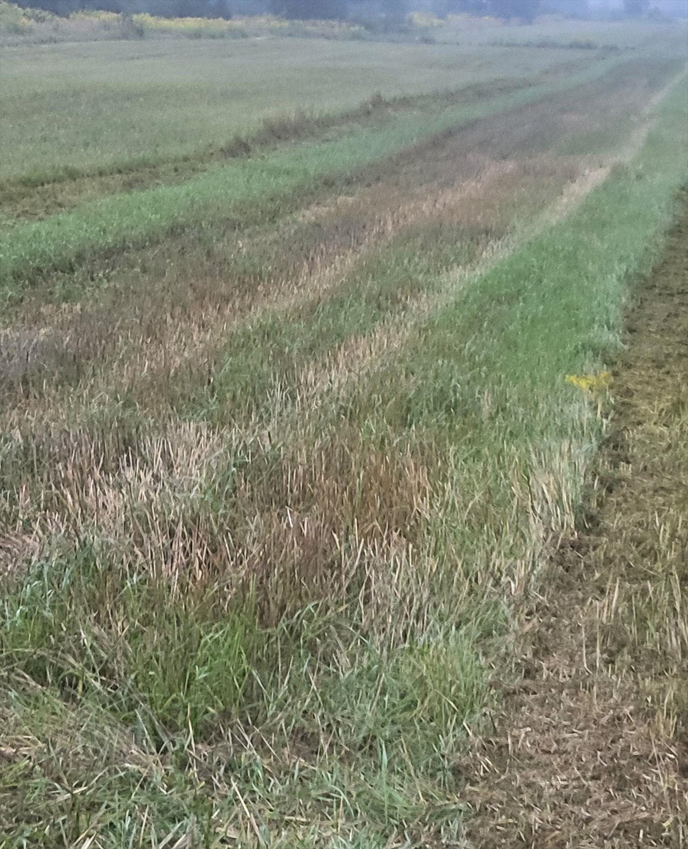 Działka budowlana na sprzedaż Cholerzyn  5 900m2 Foto 3