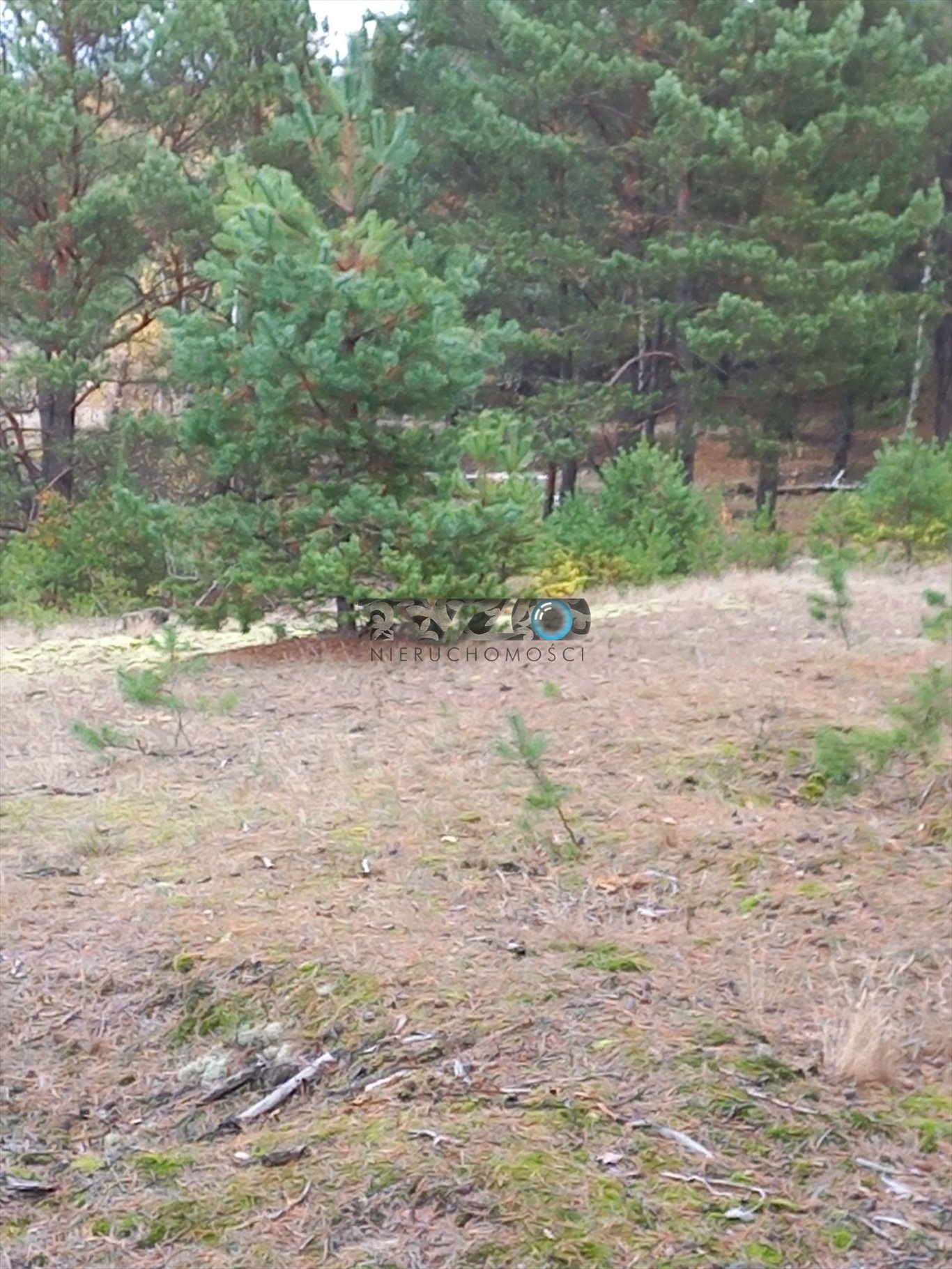 Działka budowlana na sprzedaż Michałów-Reginów, Michałów-Reginów, Lisia  2 500m2 Foto 1