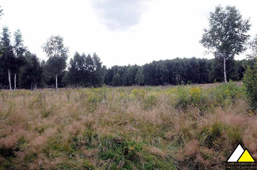 Działka budowlana na sprzedaż Mlądz  2 041m2 Foto 8