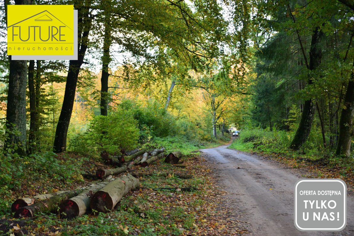 Działka leśna na sprzedaż Borzynowo  21 600m2 Foto 4