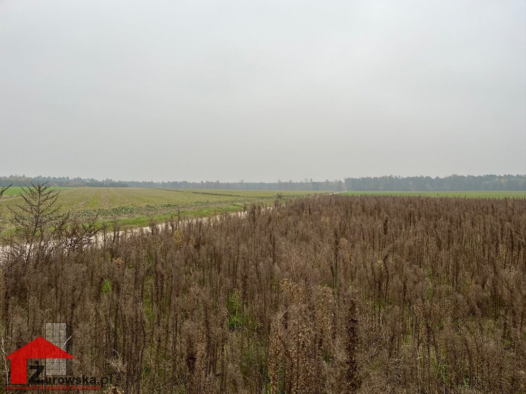 Działka budowlana na sprzedaż Centawa  1 200m2 Foto 5