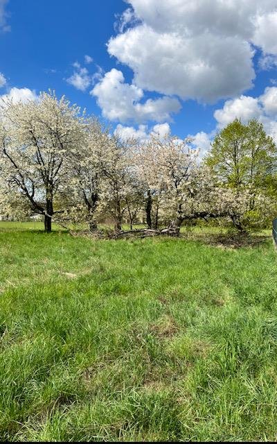 Działka budowlana na sprzedaż Wołomin, Kochanowskiego  1 300m2 Foto 4