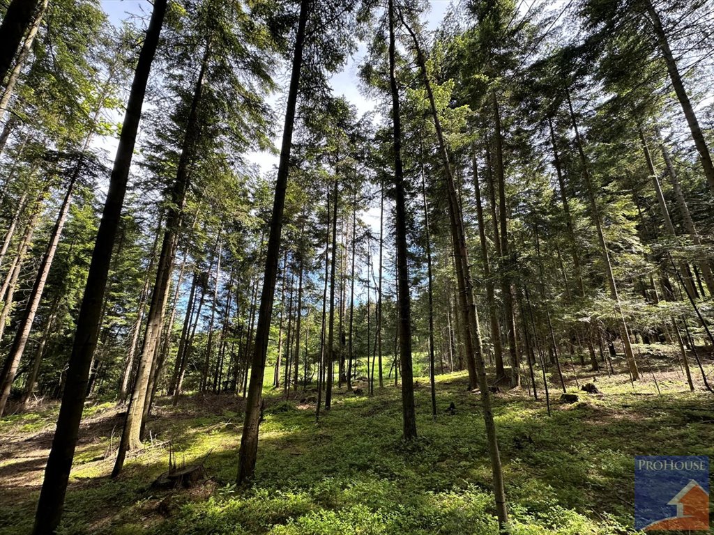 Działka leśna na sprzedaż Podłopień  5 200m2 Foto 14