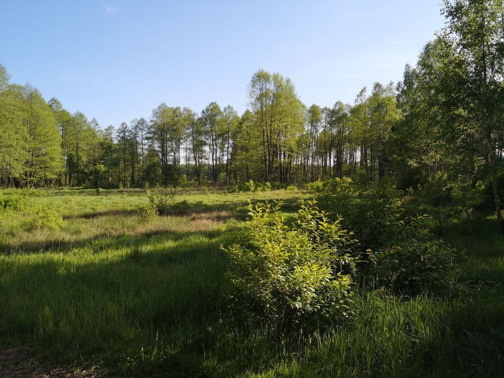 Działka budowlana na sprzedaż Karwica  36 100m2 Foto 2