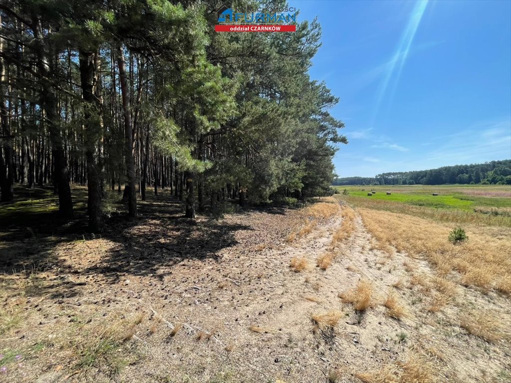 Działka leśna na sprzedaż Miały  45 200m2 Foto 4