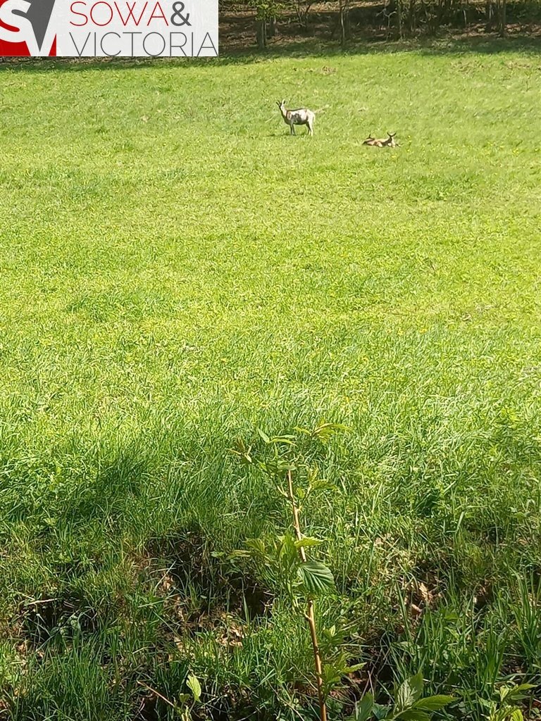 Działka budowlana na sprzedaż Michałkowa  8 428m2 Foto 8