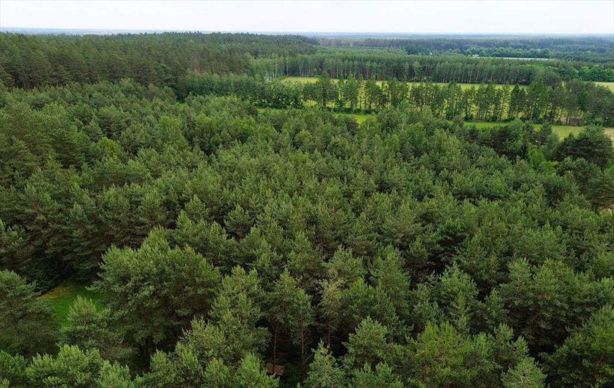 Działka rolna na sprzedaż Faryny  11 000m2 Foto 5