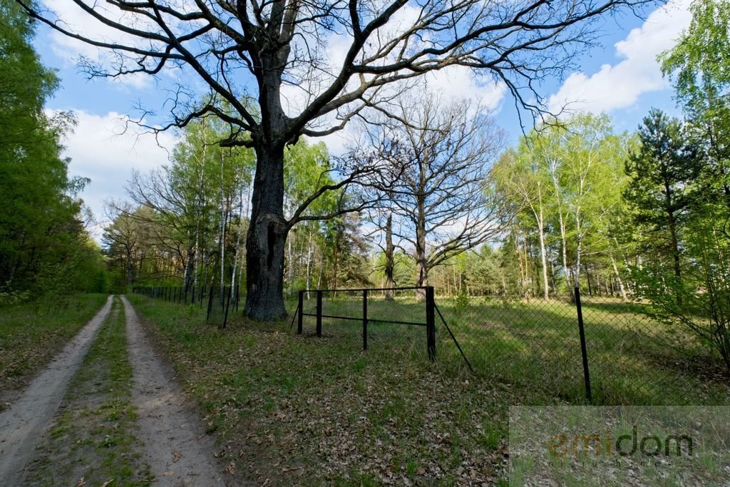 Działka budowlana na sprzedaż Pniewo  9 800m2 Foto 4